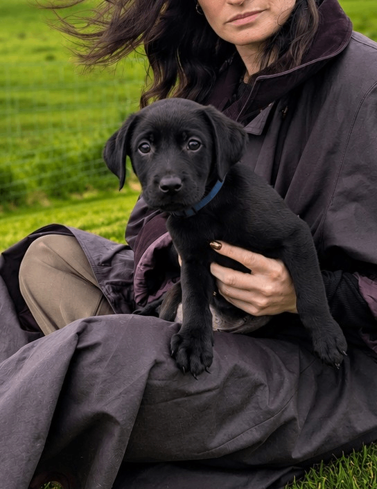 Ready now - Last Puppy! RKC Black Male