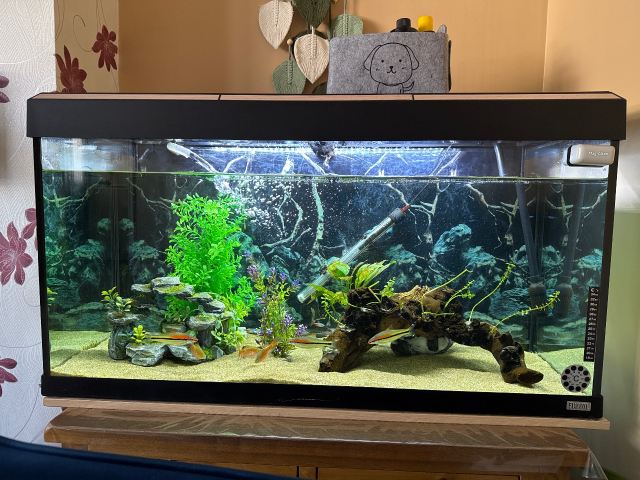 fish tank accessories gumtree Jexine 100 Pcs Rocks Glow Blue, Fish Tank Stones Gravel with 10 Pack Artificial Aquatic Plants Coral Reef Decorations for Aquariums : Pet Supplies GreenJoy Fish Tank Accessories Aquarium