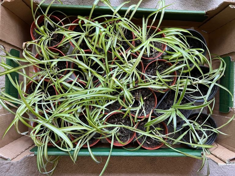 Young spider plants