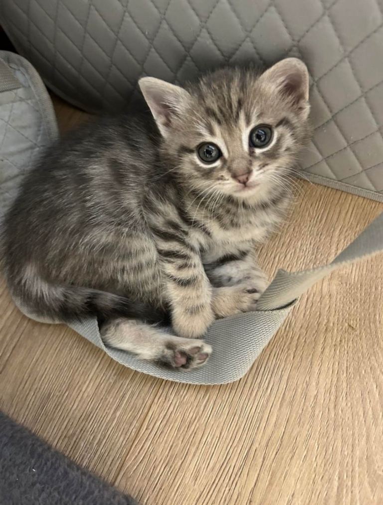 Tabby kitten 8 weeks old 