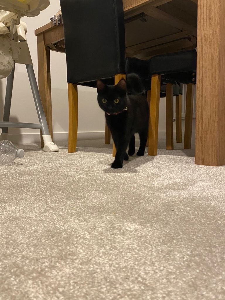 Black gorgeous kitten - 7 months 