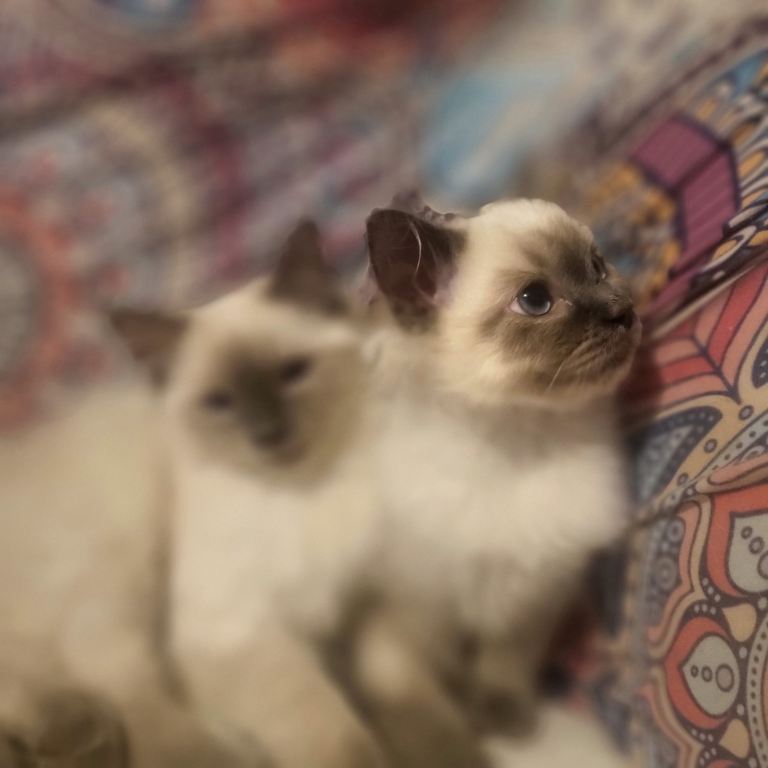 Kittens and cats for sale