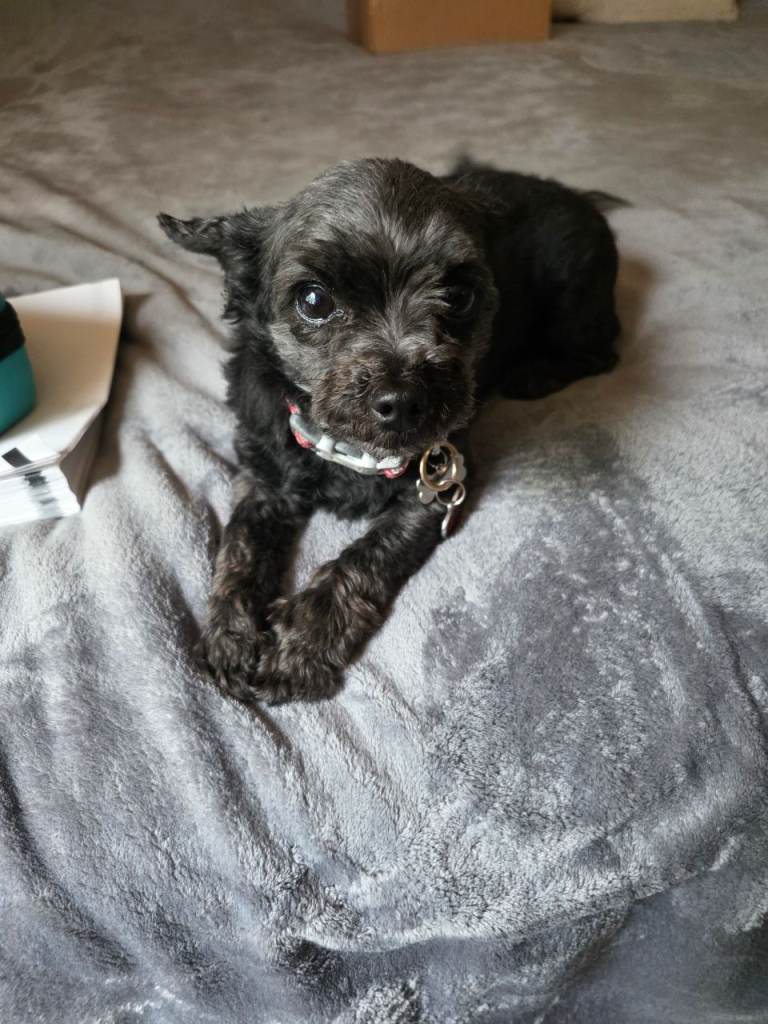 5 yr old yorkiepoo