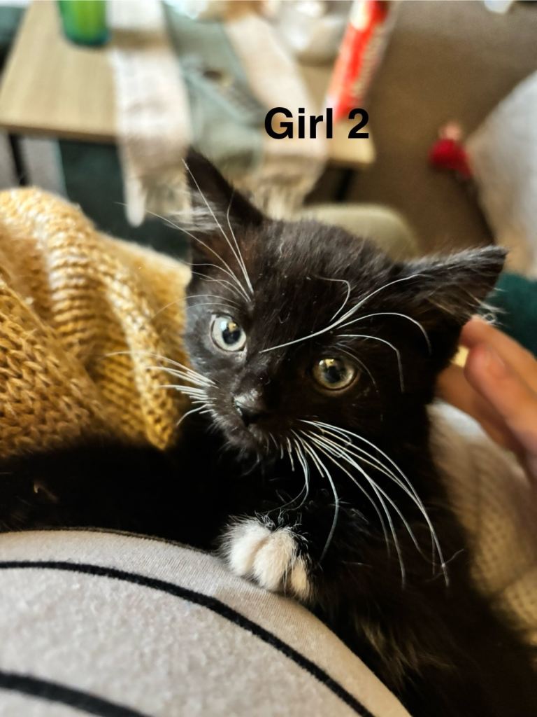 4 beautiful Tuxedo kittens ready for their  new homes