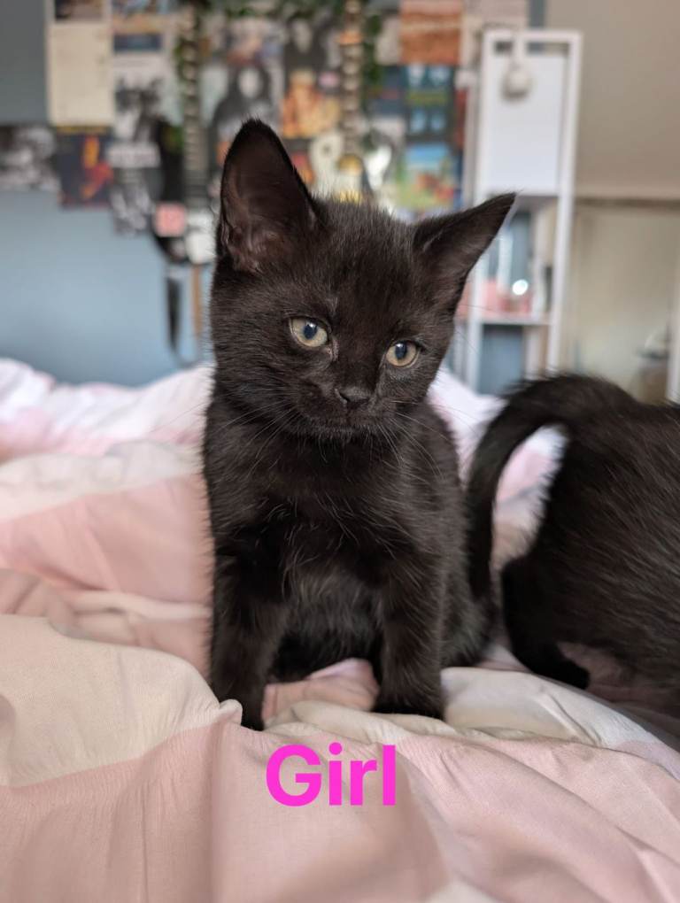  All 4 beautiful kittens have homes now 