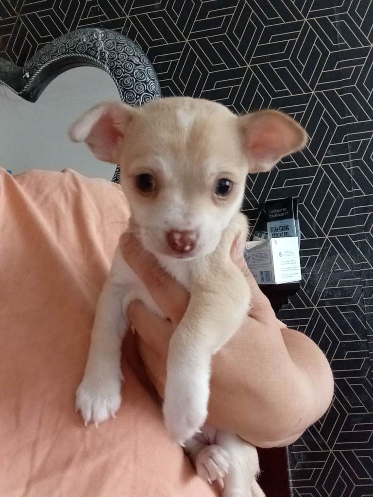 Cream boy chihuahua