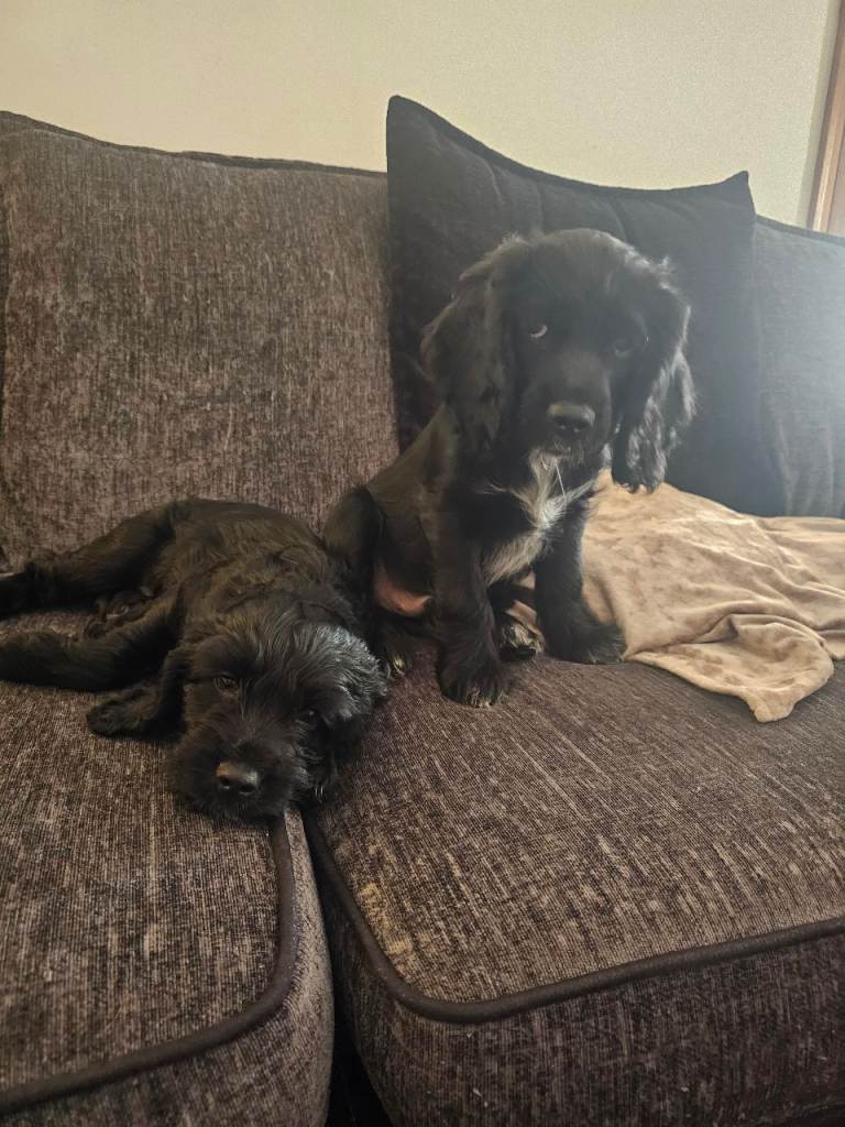 Spring/Cocker Spainiel Puppies! 