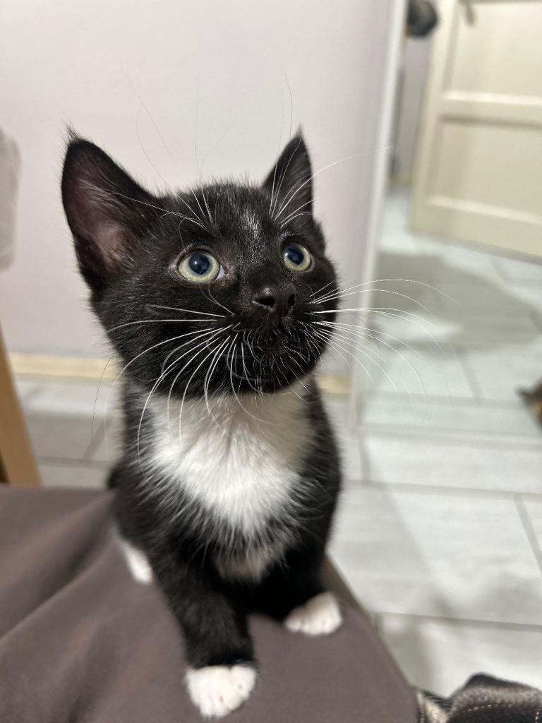 2 adorable kittens looking for their forever home. Serious people only. 