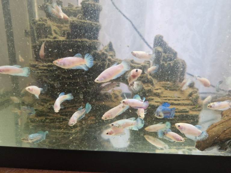 Red Tail Rainbow Fish, Siamese fighting fish (Betta) £5 Each - Full Setup Available