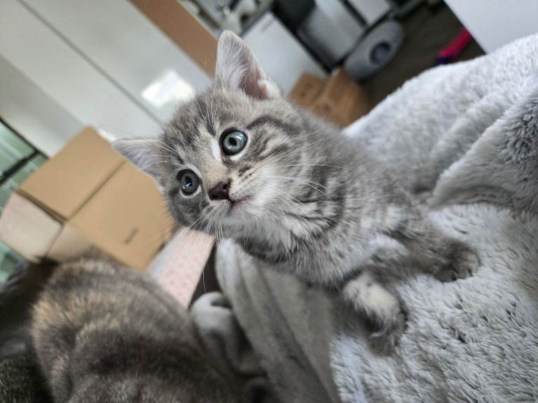 Kittens