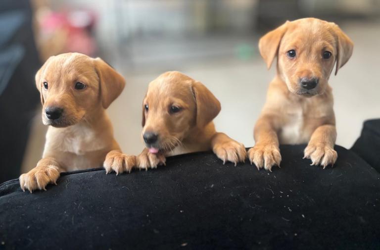 Kc reg Labrador pups ready now 1 girl left 