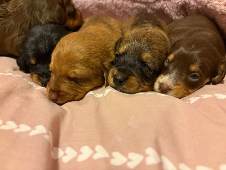 Doxiepoo puppies 