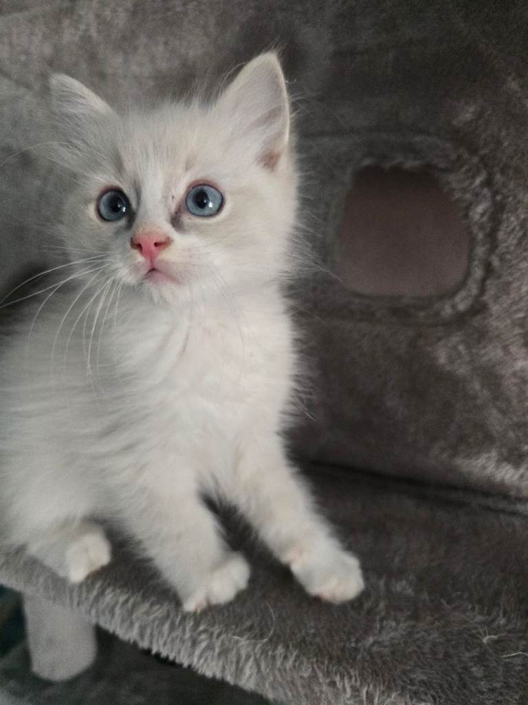 Ragdoll Kitten