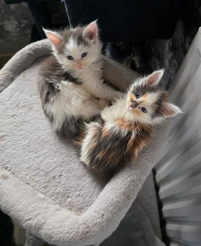 STUNNING MAINE COON KITTENS 