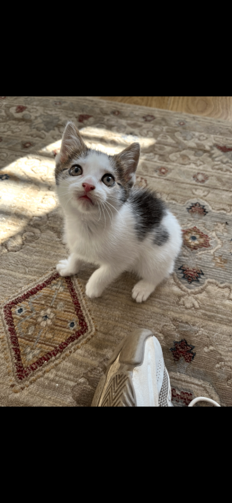 ** All sold, pending collection **Adorable kittens for sale 10 weeks, ready to leave now