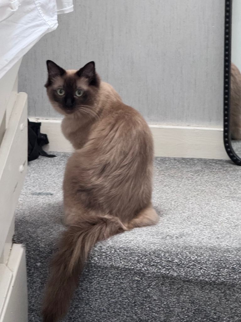 Gorgeous Ragdoll female cat