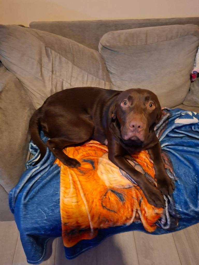 Chocolate labrador 