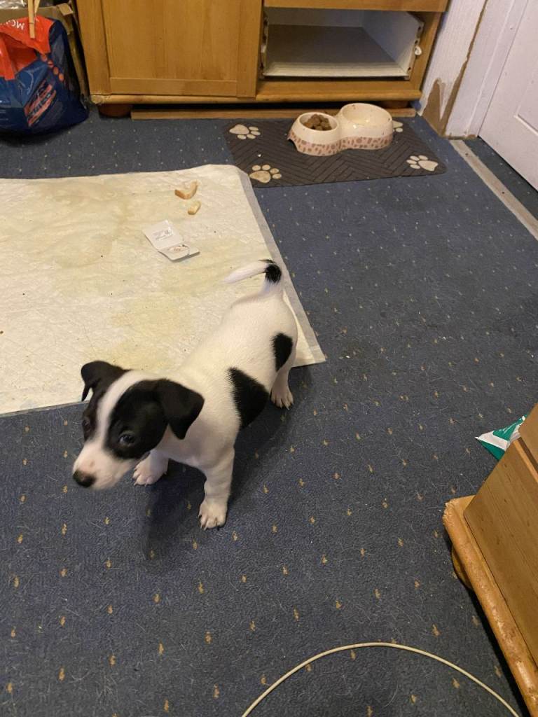 male jaxk russell puppy ready to leave