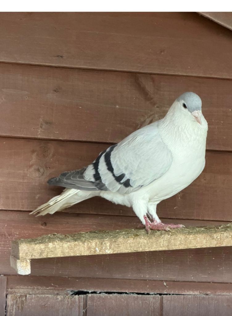 Afghan pigeon 
