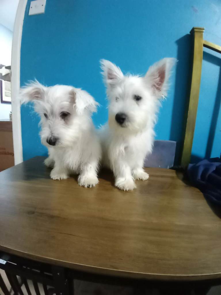 West  highland terrier puppies for sale 
