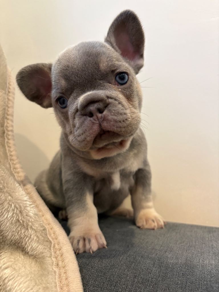 Beautiful French Bulldog Puppies 