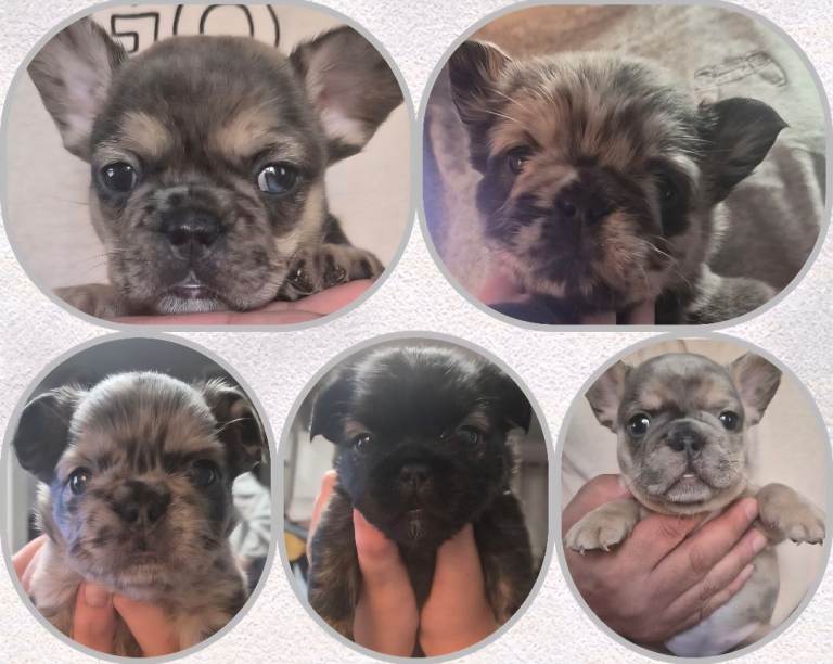 5 Stunning female french bulldog puppies 