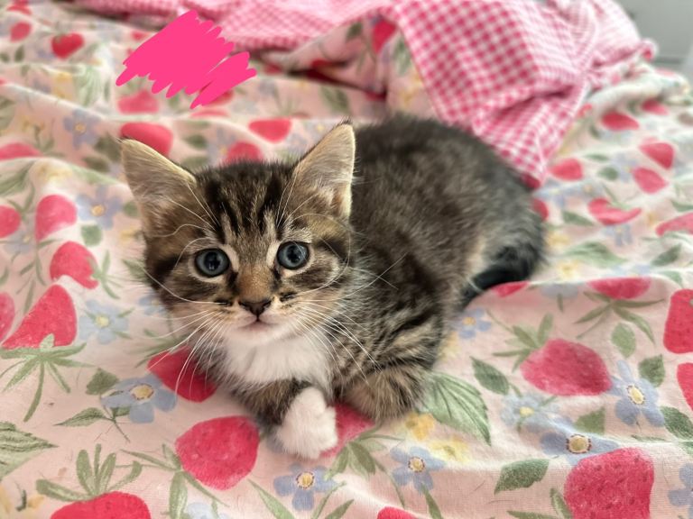Kittens 
