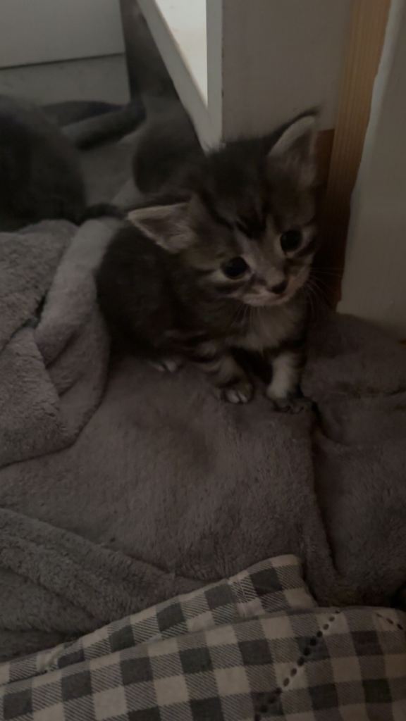 Lovely kittens for sale 