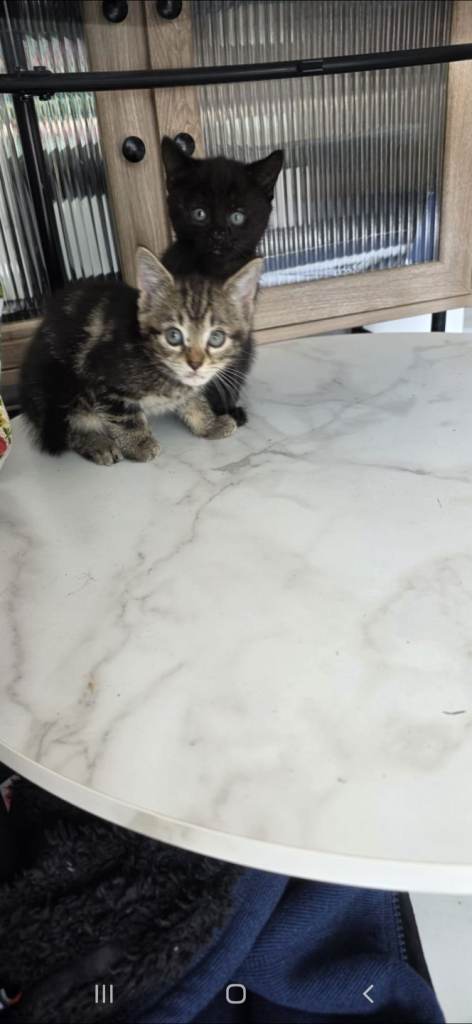 Adorable 2-Month-Old Kitten Looking for a Loving Home
