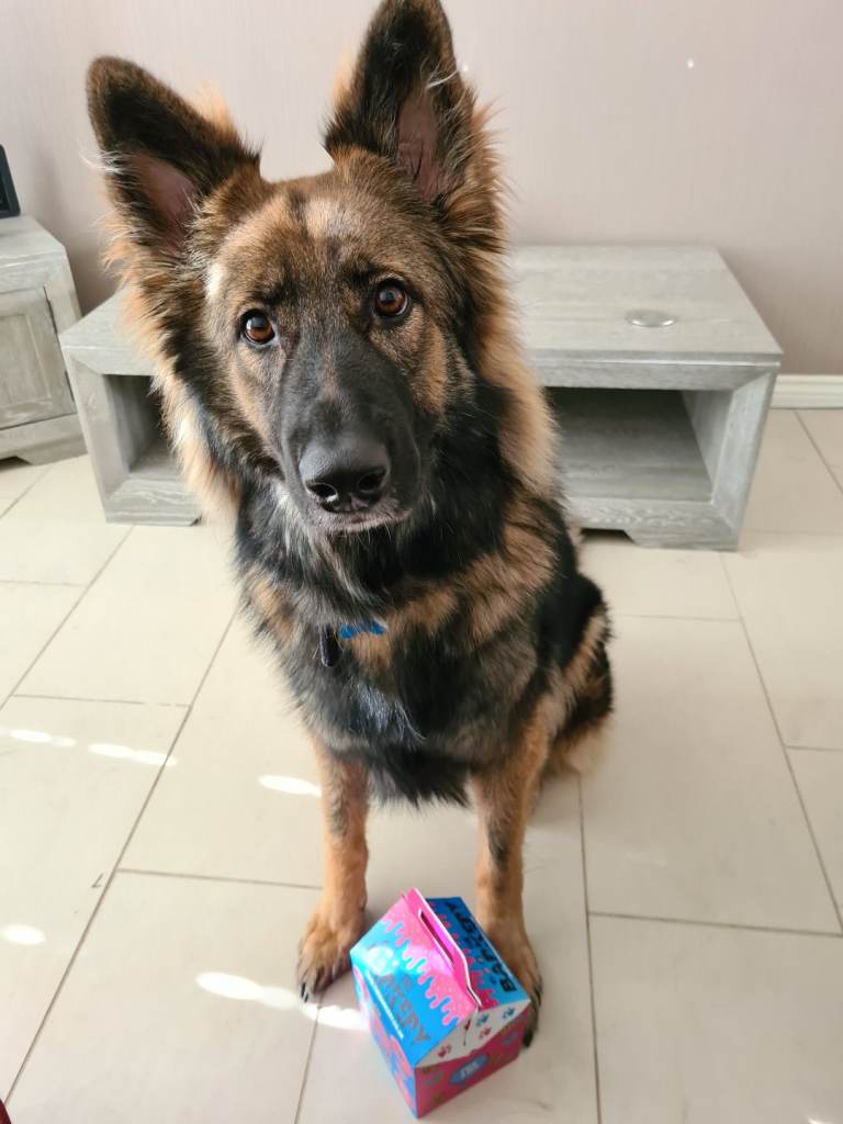 German Shepherd Looking For Loving Home 