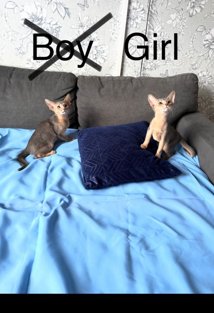 TWO BEAUTIFUL ABYSSINIAN KITTENS LOOKING FOR LOVING HOMES