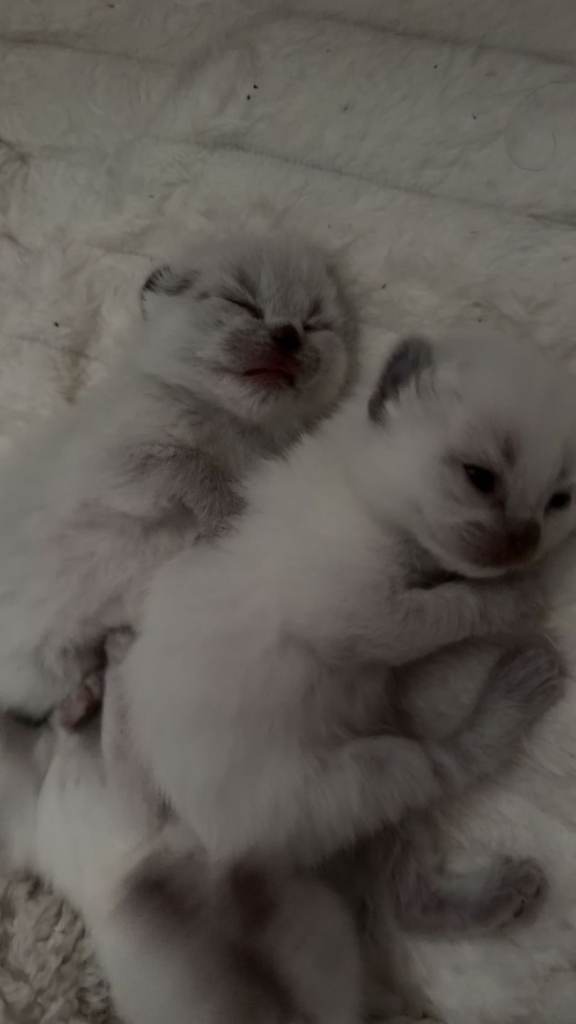 X breed ragdoll kittens