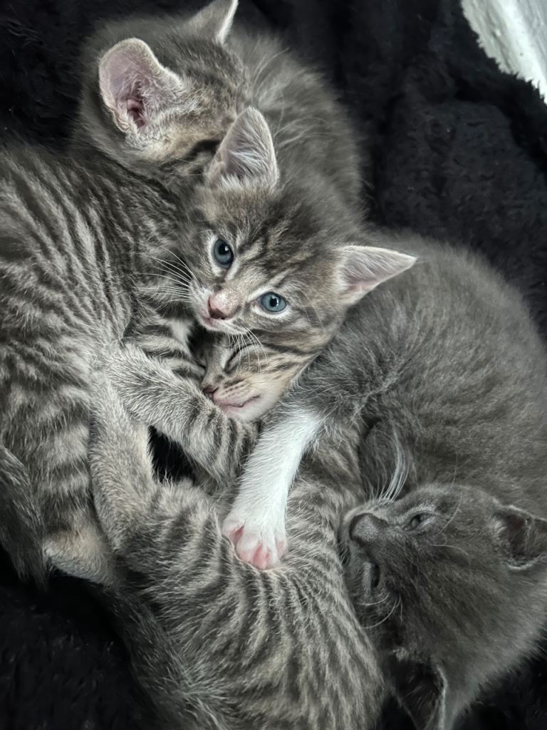 4 beautiful girls looking for there forever home 