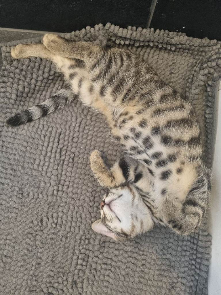 Last bengal boy looking for home