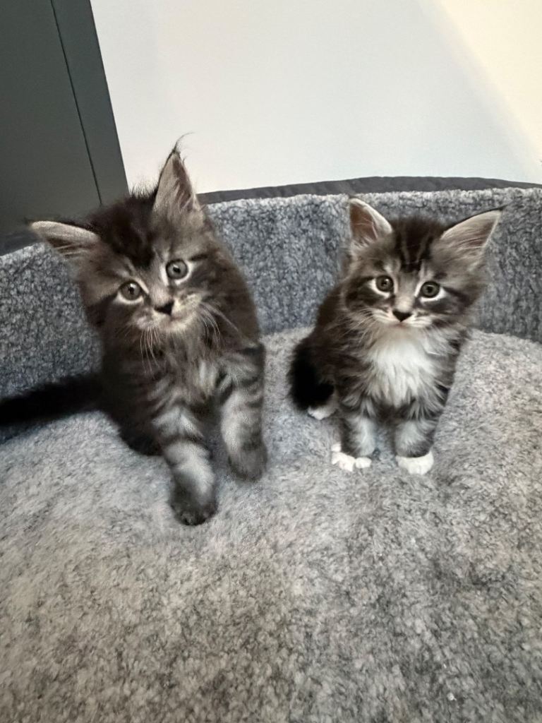 Main coon kittens 