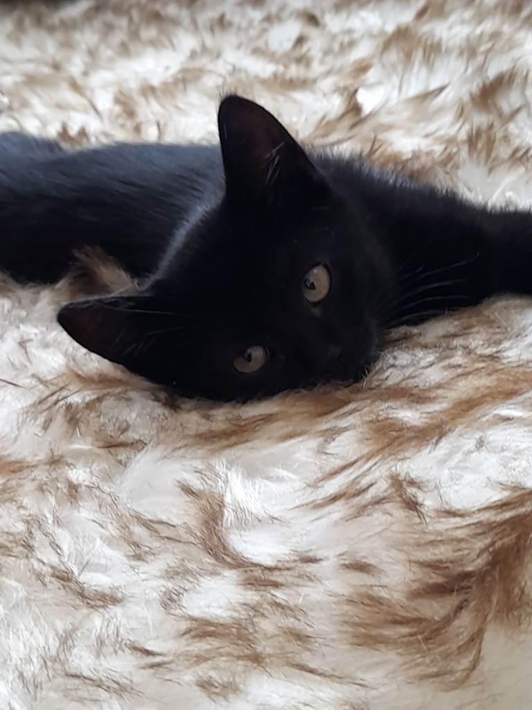 kittens