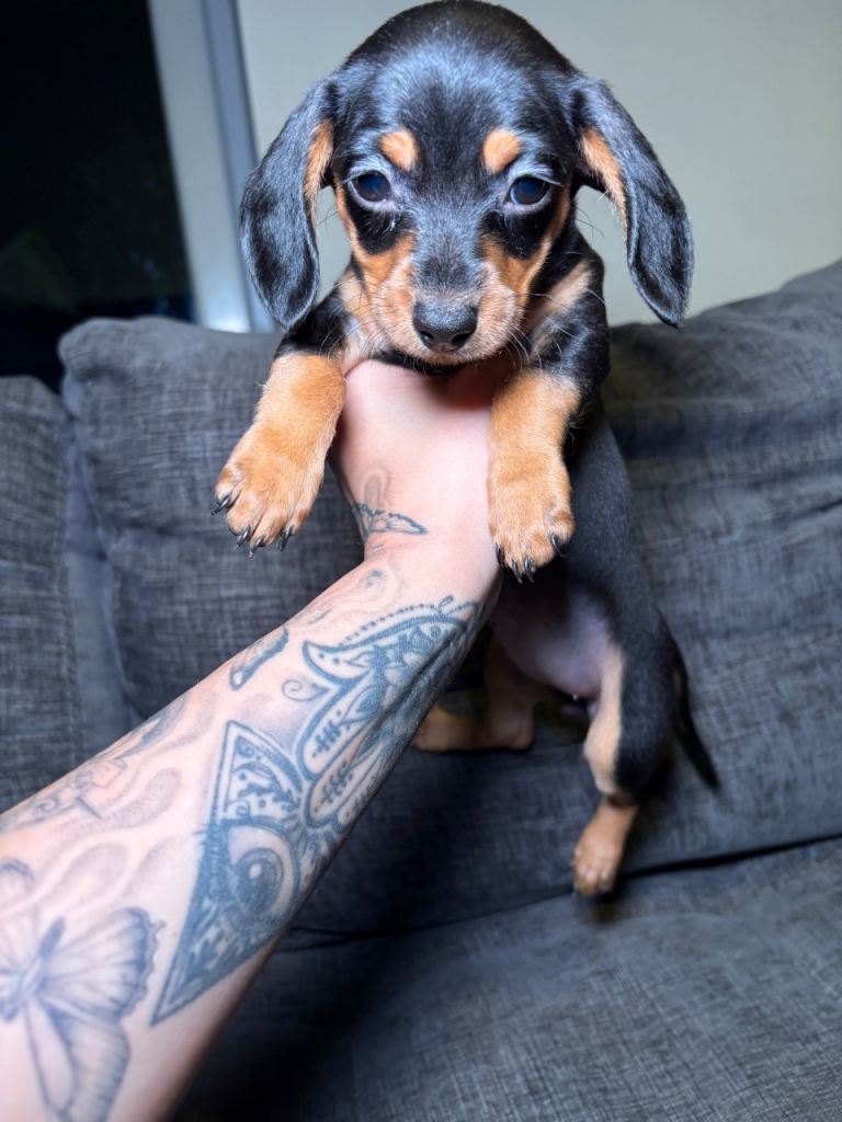 Doxiepoo (cavapoo cross mini dachshund)