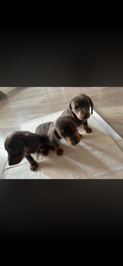 Miniature dachshunds