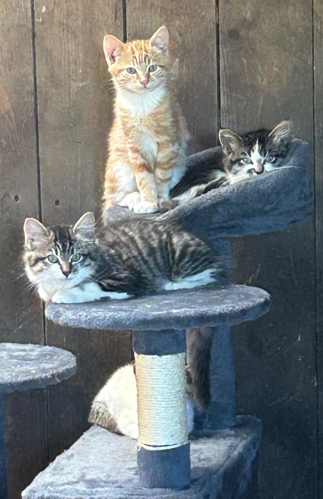 Kittens 