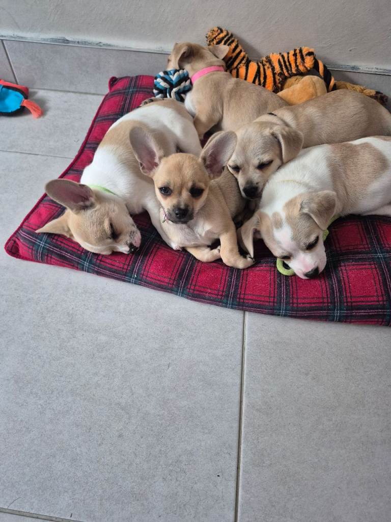 Bullhuahua pups