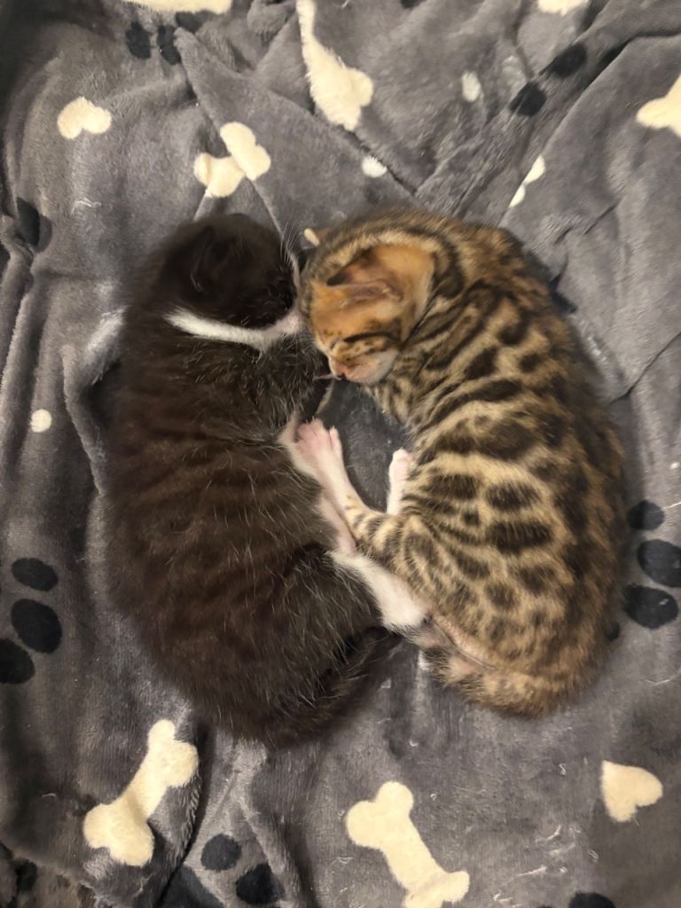 Bengal kittens 