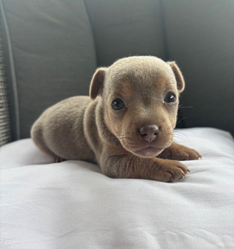 Beautiful Jack russel puppies