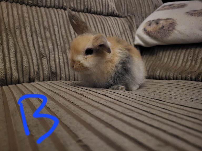 Lion mini lops 