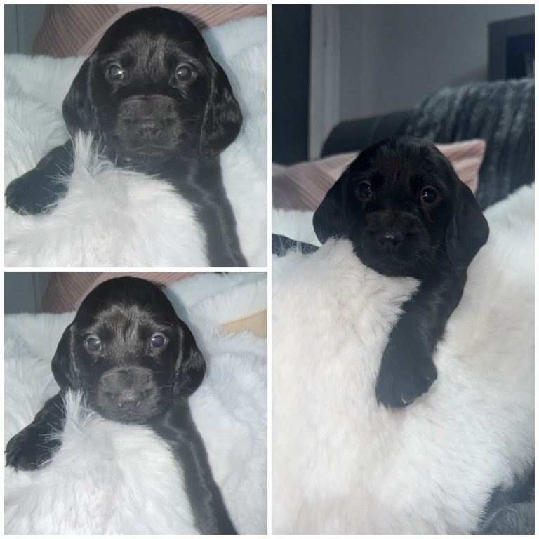 7 beautiful cocker spaniel puppies