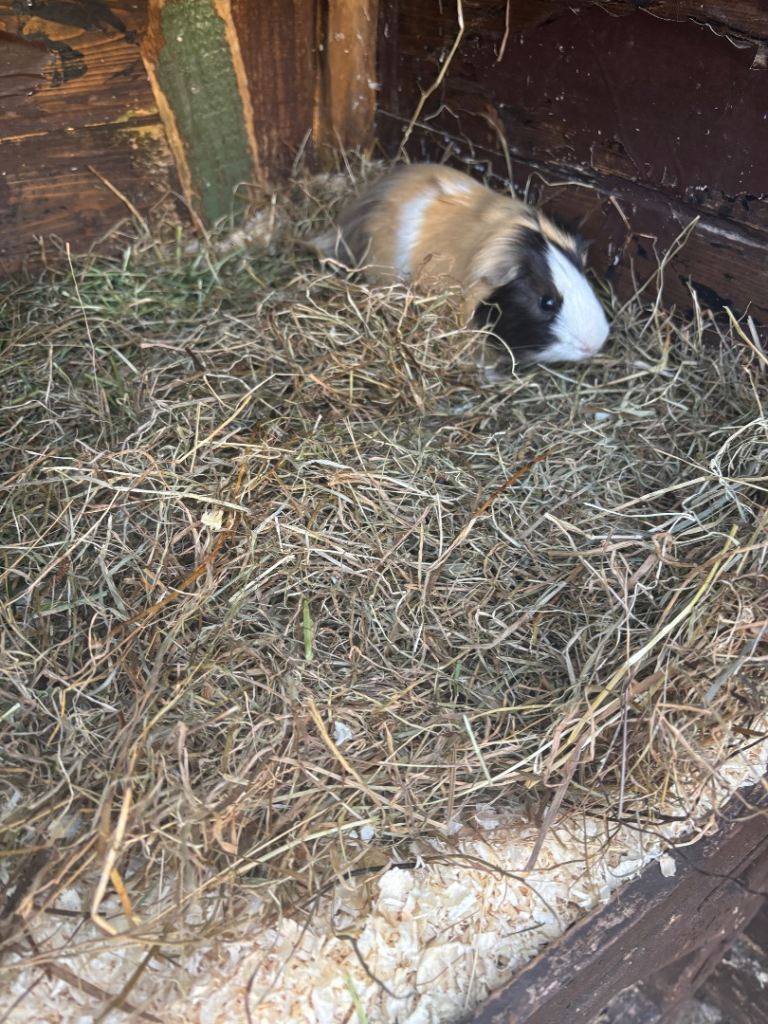 Guinea pigs 
