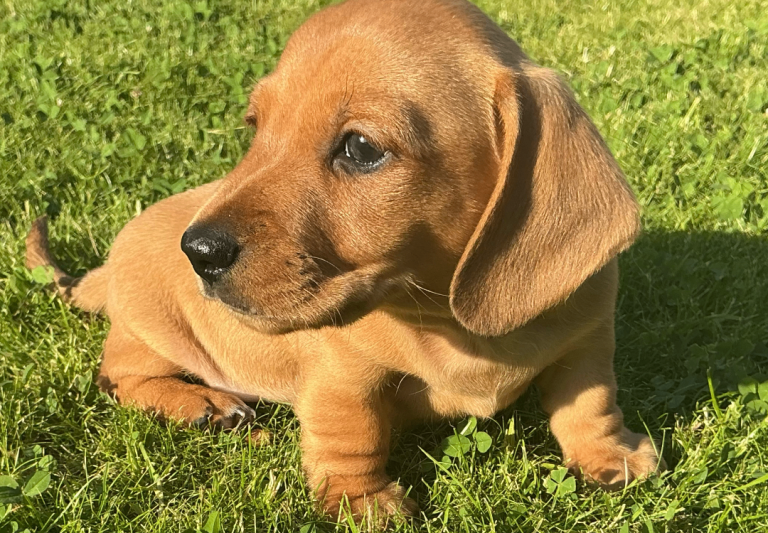 MINIATURE DACHSHUNDS. KC REG,COUNCIL LICENSED. LIGHT SHADED RED