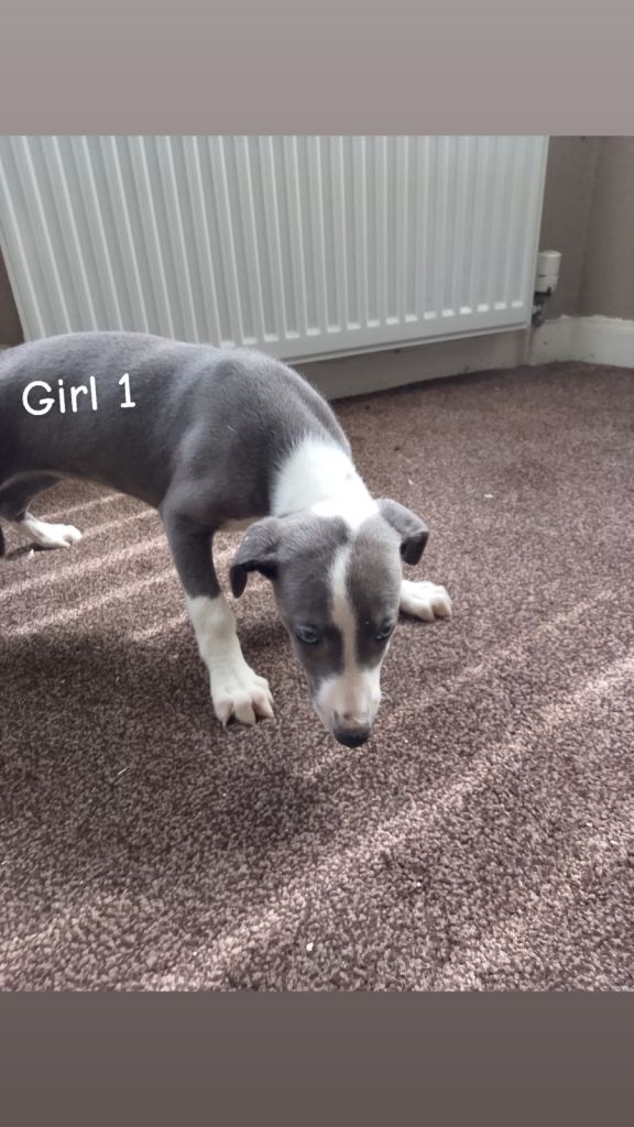 Whippet pups for sale 