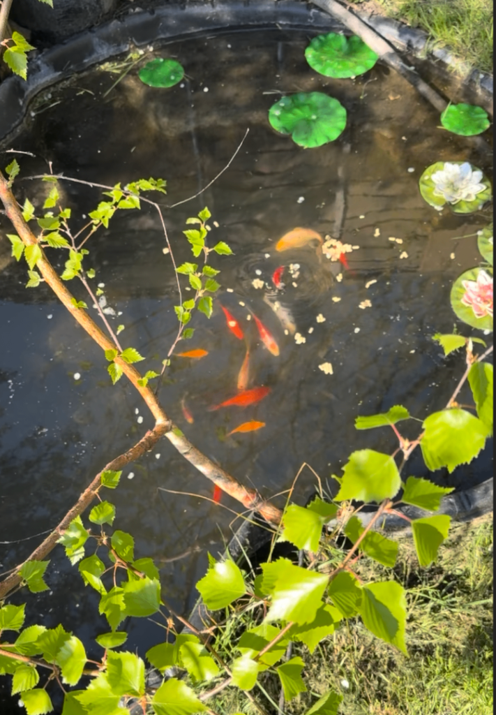 13 Goldfish and shubunkins