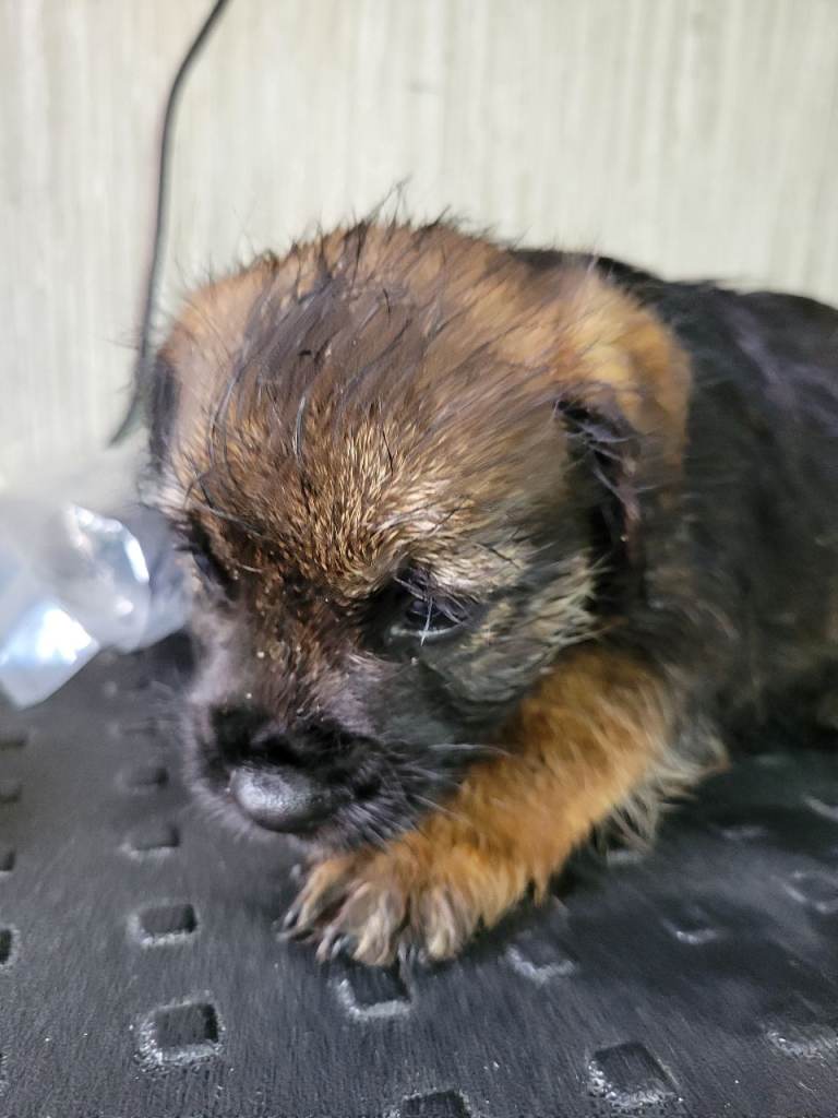 Adorable border terrier male pups 