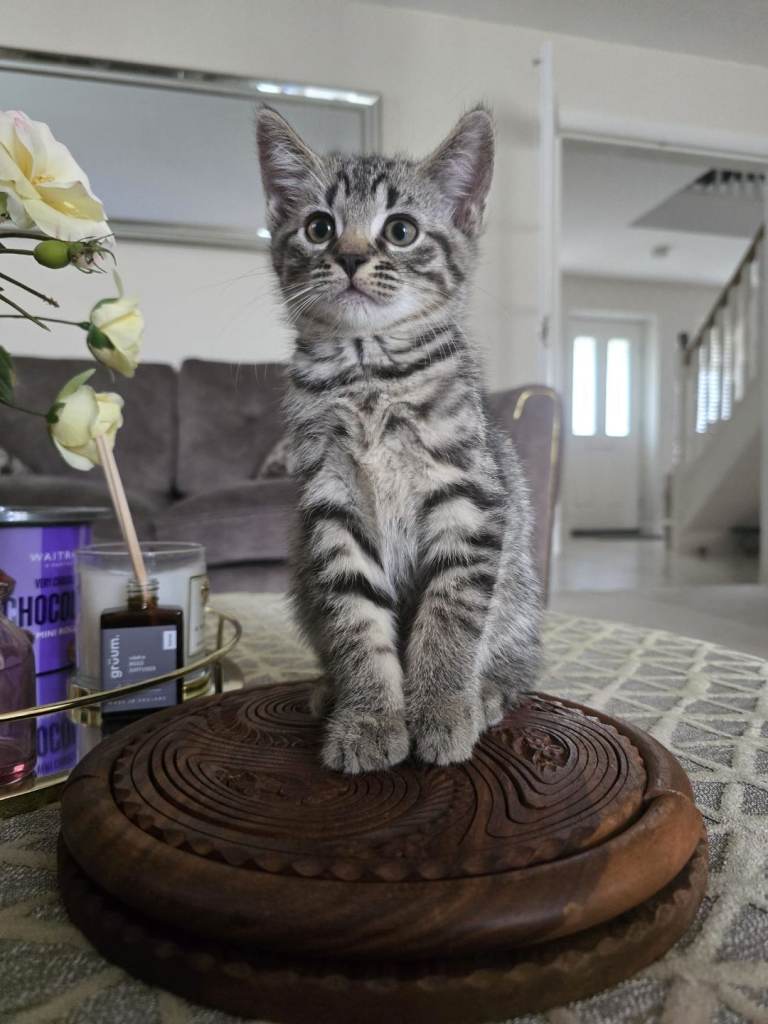 Grey tabby / black kitten